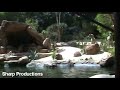 Jungle Cruise POV Disneyland Jungle Cruise POV Disneyland