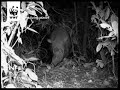 Rare Borneo rhino caught on camera