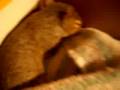 videos de Baby Squirrel