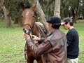 Doma de caballos en La Asuncion 54 - Primer Galope Doma de caballos en La Asuncion 54 - Primer Galope