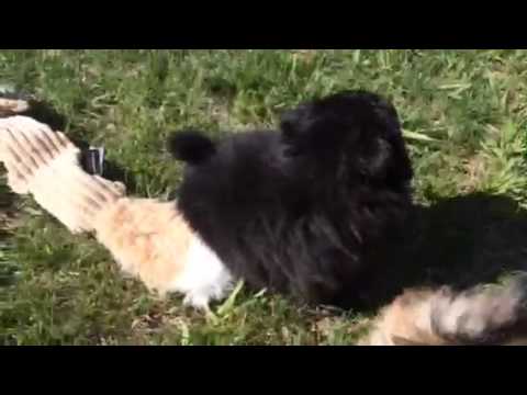 Milo playing outside