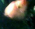 Giant Piranha