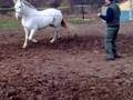 videos de mi yegua beleña