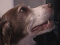 wii dog montage