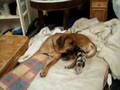 Boerboel video