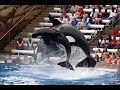 Orcas tiburones delfines