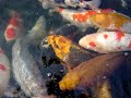 Koi sutter fingre