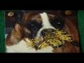 PROGRAMA PET & CIA - PORCO ESPINHO / OURIÇO