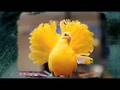 Final-Cut-Animoto-An