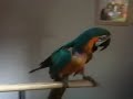 Talking parrot Kato