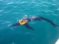 Big Blue Shark Part 1 Big Blue Shark Part 1