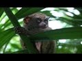 Tourism threatens tiny Philippine primate