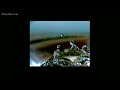 This is a repost of the same clips placed end to end. Please let me know which version you like better. The clips will not be full screen at these frame rates. This is shot @7000 FPS. This is one of my favorate all time clips. This ultraslo macro shot shows amazing amazing detail of the action of a water drop like you just don't see anywhere else. This is shoot @ 7000 FPS.GOOD NEWS NOW YOU CAN DOWNLOAD MOST OF YOUR FAVORATE ULTRASLO CLIPS ON YOUTUBE. This will help us produce more clips for your viewing pleasure. Don't forget we read comments, appreciate ratings, welcome subscribers, and encourage sharing of our channel. Please pass the channel to your friends and post links on sharing sites. Thank you and enjoy