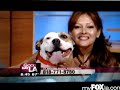 Good Day LA Pit Bull
