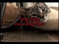 眠りネコ動画