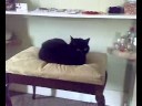 Sooty Enthroned !!!