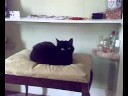 Sooty Enthroned !!!