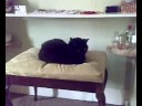Sooty Enthroned !!!