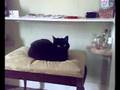 Sooty Enthroned !!! Busy doing nothing.....