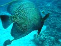 Cayman Islands