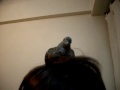 videos de Torcaza sobre cabeza 2