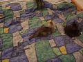 Playing kittes