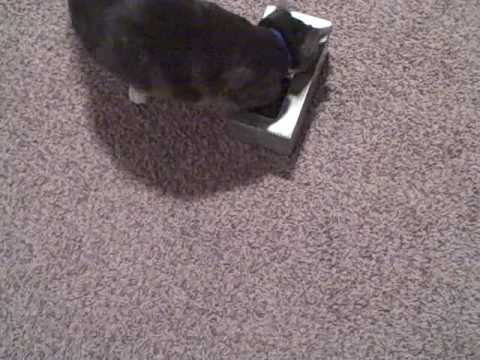 Funny Cat Gets Stuck