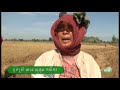 កសិករ​ប្រមូល​ស្រូវ​រដូវ​វស្សា