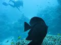 Black Backed Butterfly Fish