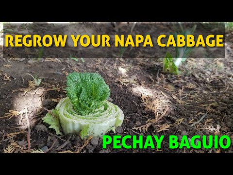 video-linktoworks-REGROW YOUR NAPA CABBAGE | PECHAY BAGUIO | CHINESE...