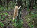 Leo the kitten up a tree Leo the kitten up a tree