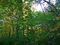 Autumn Color