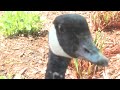 Baby geese hatch at furniture store