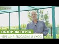 Видео - Черешня: посадка и уход