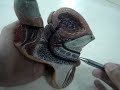 male reproductive male reproductive