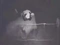 Our little Pixie had triplets!!! Sheep Surfin\