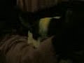 babou mon bouledogue en train de ronfler babou mon bouledogue en train de ronfler