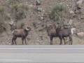 Rocky Mountain Bighorn Sheep