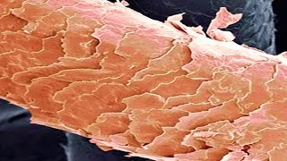 El cabello, crecimiento, estructura capilar...