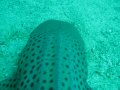 forra touching sharks 1 - free flv video @ vwatch.tv