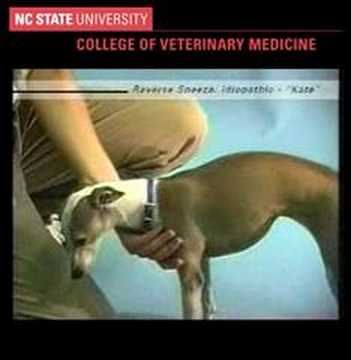 how to relieve reverse sneezing