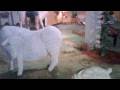 videos de Animal Farm By Federico Uribe