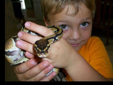 YouTube reptile video