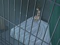 Nickleback - Far Away[TamakiXHaruhi]