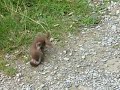 Weasel Fight