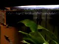 Amazon Puffers