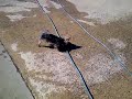 Click here to watch this video yourkie playing in the water