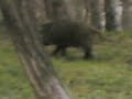 CINGHIALE
