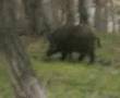CINGHIALE