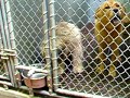Soft Coated Wheaten Terrier rescue
